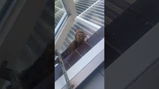 Cat slips and falls from roof in Zevenbergen Netherlands [upl. by Richara473]