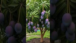 Grow mango trees faster with tomato hormones for beginners [upl. by Nilyam]