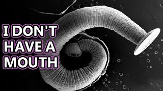 Tapeworm facts found in a body near you  Animal Fact Files [upl. by Lener]