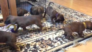 Hannoverscher Schweisshund puppies 5 weeks [upl. by Nalyd]