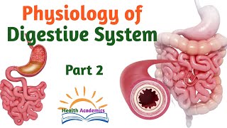 Physiology of Digestive System Part 2 Interesting Video Lecture in Amharic Speech [upl. by Llirrem]