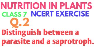 Distinguish between a parasite and a saprotroph  Nutrition in plants class 7th ncert solution [upl. by Tlevesor420]