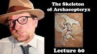 Lecture 60 The Skeleton of Archaeopteryx [upl. by Law498]