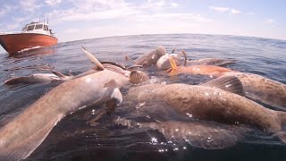 Grouper holes commercial spearfishing Tampa Bay￼ [upl. by Popper241]