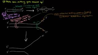 DNA Replication Part 3 of 3  The Enzymes and The Replication Fork [upl. by Amberly]