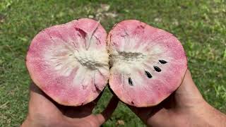 Red Custard Apple  Cherimoya Roja  Ramphal  Annona Reticulata [upl. by Eillat]