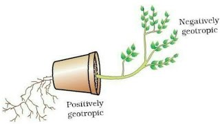 how to draw geotropism diagram [upl. by Hamachi831]