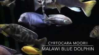 Cyrtocara Moorii  Malawi Blue Dolphin  Hap Cichlid [upl. by Anitahs985]