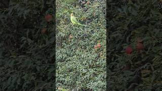 Ringneck Parrot in our village  shorts Parrots [upl. by Ephrayim714]