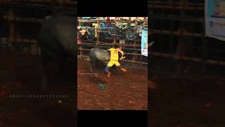 Avaniyapuram Jallikattu 2024 shorts jallikattu [upl. by Ellehsor490]