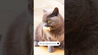 youtubeshorts funny cat funnycats funnyvideo foryou viralshorts viralvideo youtubeshort [upl. by Ugo]