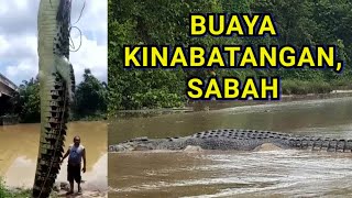 Buaya Peliharaan Di Terengganu Dan Buaya Di Sungai Kinabatangan Sabah [upl. by Antipus]