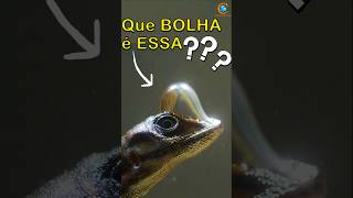 Que bolha é essa shorts youtubeshorts curiosidades youtube youtubeshort vocesabia viralvideo [upl. by Alderman41]