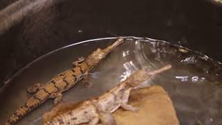 Gharial Crocodile Hatchlings in Texas [upl. by Auqinat708]