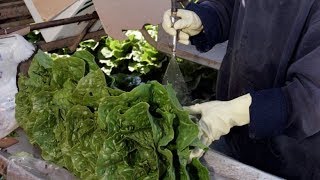 Romaine lettuce warning after E coli outbreak [upl. by Peterman]