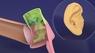 3D Middle Ear amp External Ear embryology  Impedance matching  Ossicles Embryology [upl. by Leeann197]