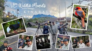 Kota Kinabalu Birding vLOG 2 [upl. by Hylton]