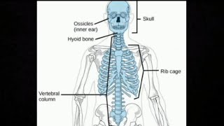 Skeleton Movement and Locomotion part3AXIAL SKELETON myclassroomwithPremaMaam [upl. by Emorej]