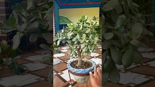 Lucky Jade Plant Crassula Ovata Is a Good for Vastu shorts ytshorts gardening luckyplants [upl. by Eednil]