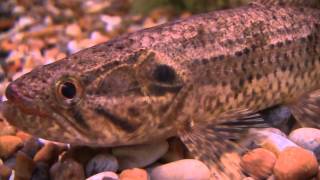 Wolf fish \ Hoplias malabaricus [upl. by Eddra832]