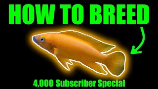 How to breed Neolamprologus leleupi  Indepth Species Profile [upl. by Emanuela]