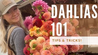 Dahlia Growing 101 how to grow great dahlias [upl. by Richarda]