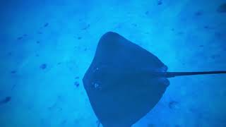 Maldives Day 4  241024  Hulhumale harbour morning dive  sharks sharks sharks amp sting rays 💙 [upl. by Genie]