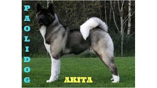 AKITA TOP 10 INTERESTING FACTS [upl. by Anigue]