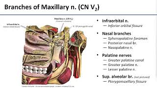 15 Pterygopalatine Fossa Contents [upl. by Leander]