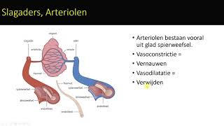 bloedvatenstelsel [upl. by Akemihs]