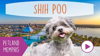 Shih Poo Fun Facts [upl. by Yehs369]