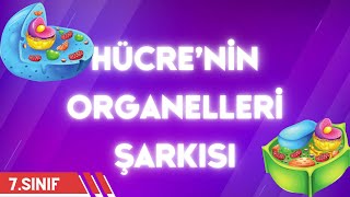 Organeller Şarkısı  7 Sınıf Fen Hücrenin Kısımları  Eğlenceli Fen Şarkıları [upl. by Molahs]