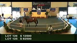 2012 Adelaide Yearling Sales Session 1 [upl. by Ayotan]