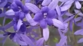 Flowers in Guatemala💜Petrea volubilisMachiguá Flor Santa LucíaLiane de Saint JeanQueens Wreath [upl. by Decamp]