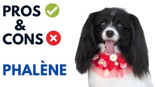 Phalène Dog Pros and Cons  Dropeared Papillion Advantages and Disadvantages [upl. by Delaine]