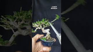 perjalanan bahan bonsai sancang mini dari pertama kali pakai pot kecil bonsai bonsaitree bonsail [upl. by Sadinoel]