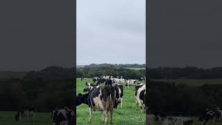 How to achieve efficient pasture management in dairy farming [upl. by Anemaj]