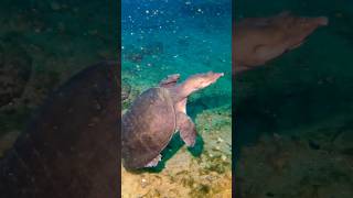 Virgil the Softshell scubadiving turtle animals diving gopro scuba softshellturtle short [upl. by Sitnalta]