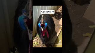 Top 5 funniest bird sound in the world credit zooweemaama on TikTok shorts funny birds [upl. by Er416]