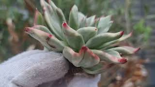 Echeveria Agavoides Maria variegated [upl. by Viviane644]