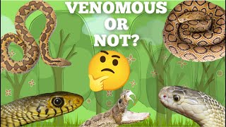 How to identify Venomous and Nonvenomous snake  Snake Identification  Snake Quiz  BSc Zoology [upl. by Oiludbo]