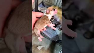 The puppy became stiff after drinking milk animals dog puppy story [upl. by Jews]