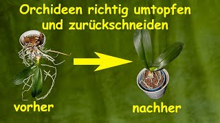 Orchideen richtig umtopfen und zurückschneiden schnell und ohne großen Aufwand in nur 7 Minuten [upl. by Dulcie]