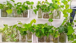 Part 2 Money plants collection in water Money plant varieties Pothos in water ‎leafylife550 [upl. by Bennie]