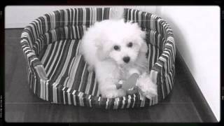 Cute tiny white toy poodle puppy discovering how to play with her toy [upl. by Leissam2]