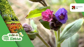 Las pulmonarias [upl. by Burkhart]