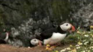 Puffins of Skomer Island [upl. by Aima639]