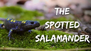 Finding The ELUSIVE Spotted Salamander [upl. by Darell636]