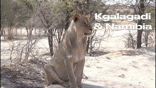 Kgalagadi amp Namibia Part 4 Twee Rivieren via Nossob back to Namibia [upl. by Sicular431]