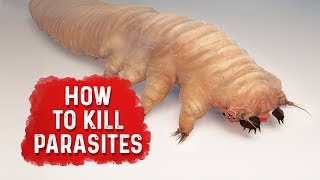 How To Kill Parasites  Dr Berg [upl. by Waers303]